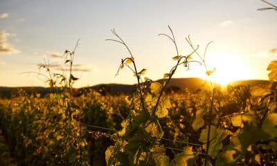 Weingut Mallorca
