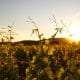 Weingut Mallorca
