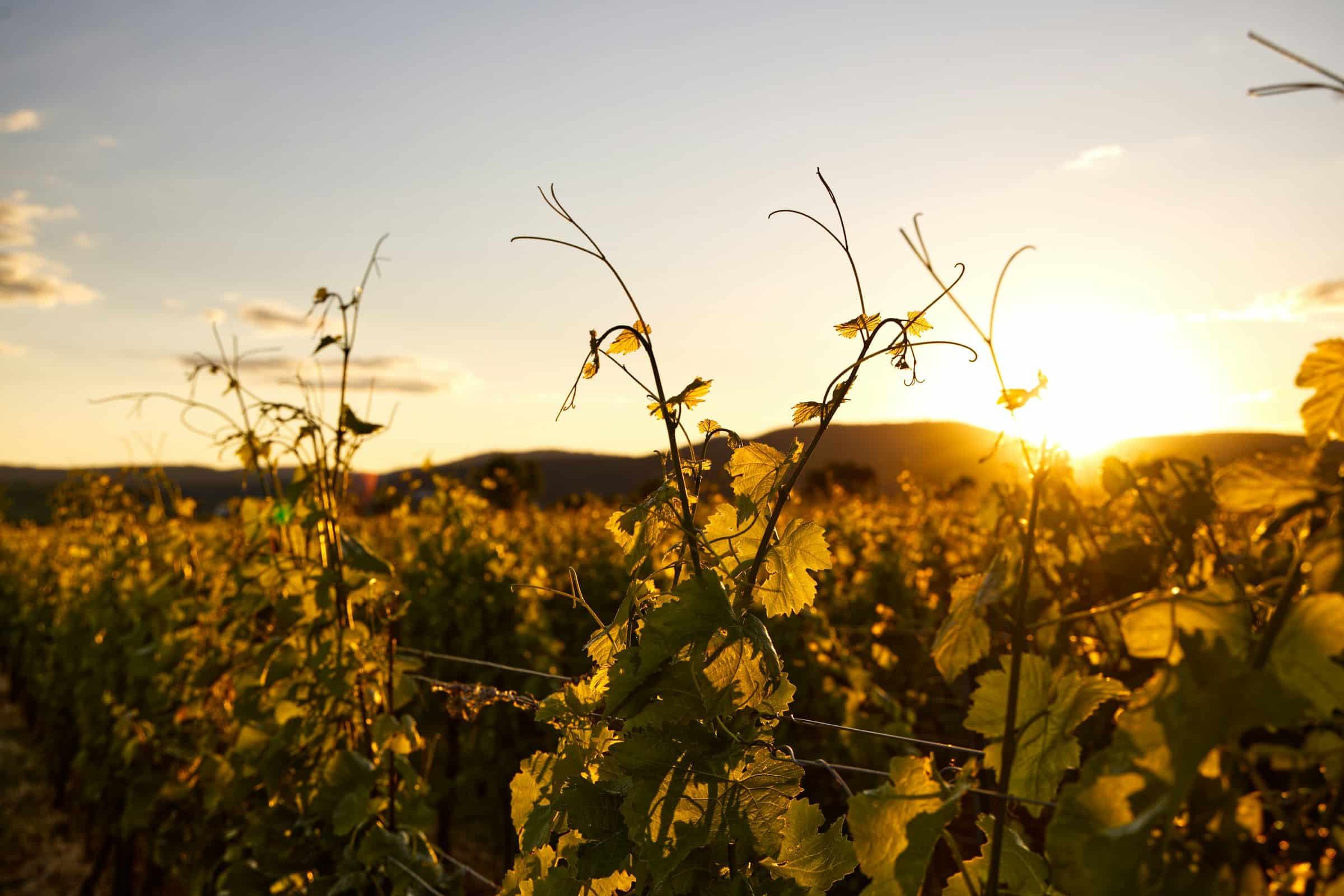 Weingut Mallorca