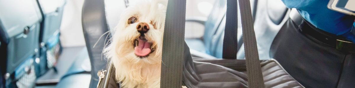 Mit Hund nach Mallorca fliegen