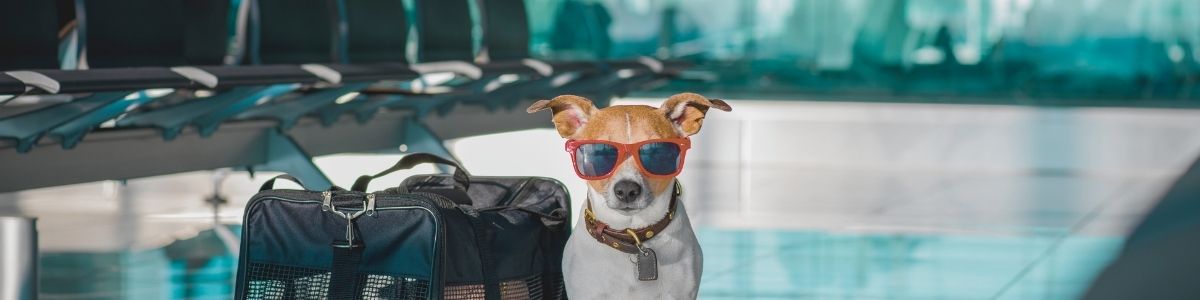 Mit Hund nach Mallorca fliegen